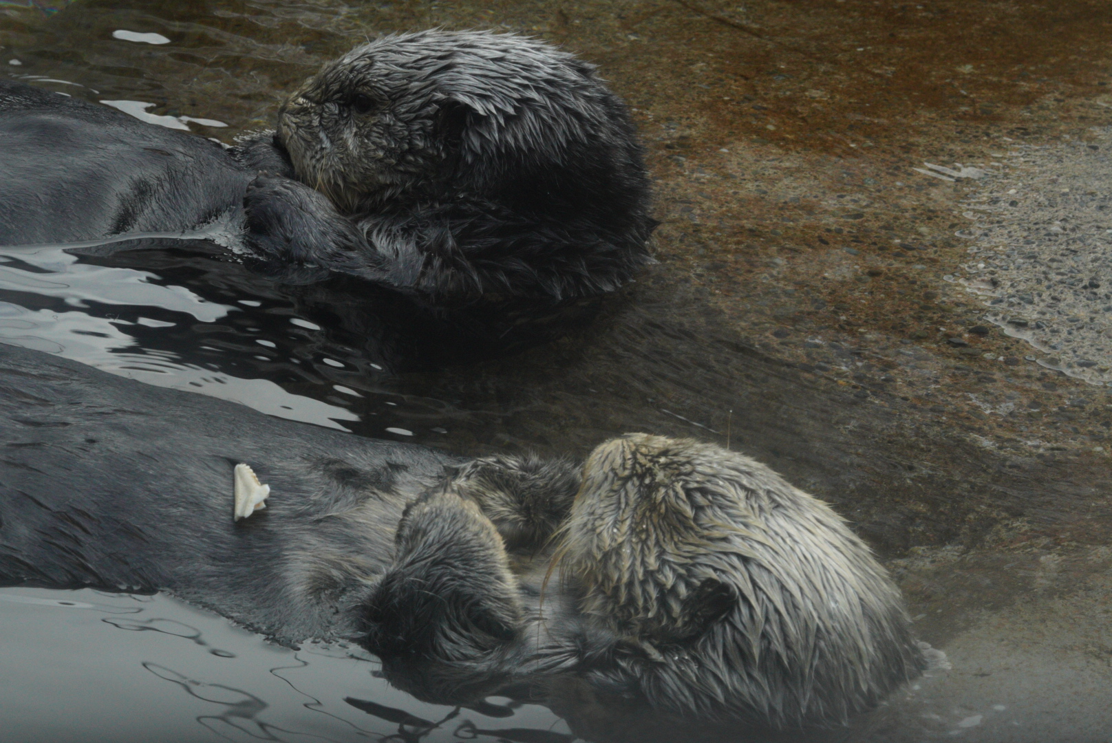 Sea Otters