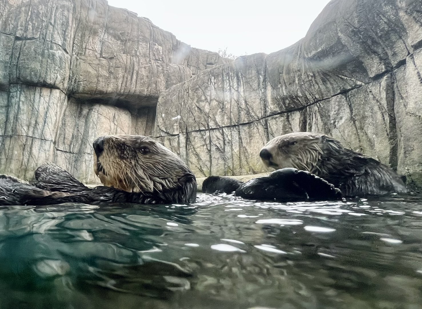 Sea Otters