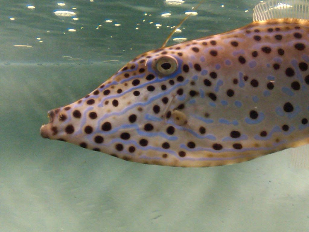 Sea Paradise - Toba Japan