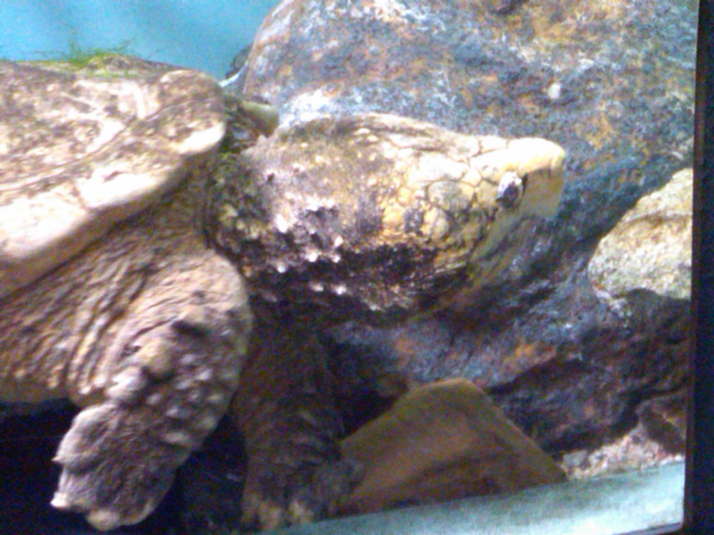 Sea Paradise - Toba Japan