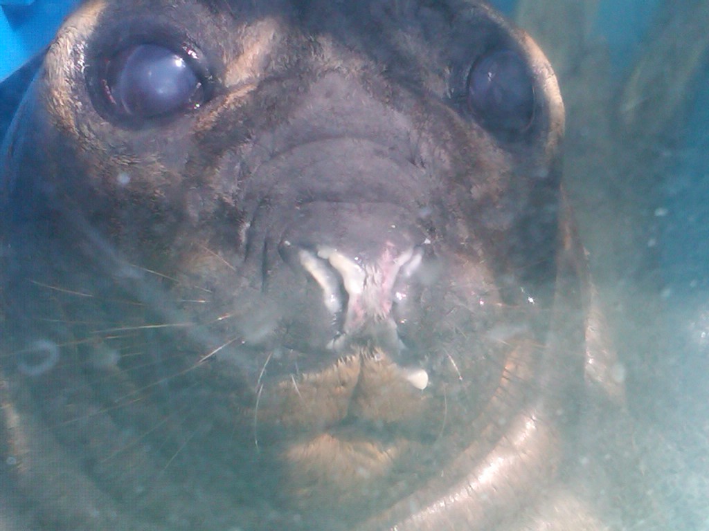 Sea Paradise - Toba Japan
