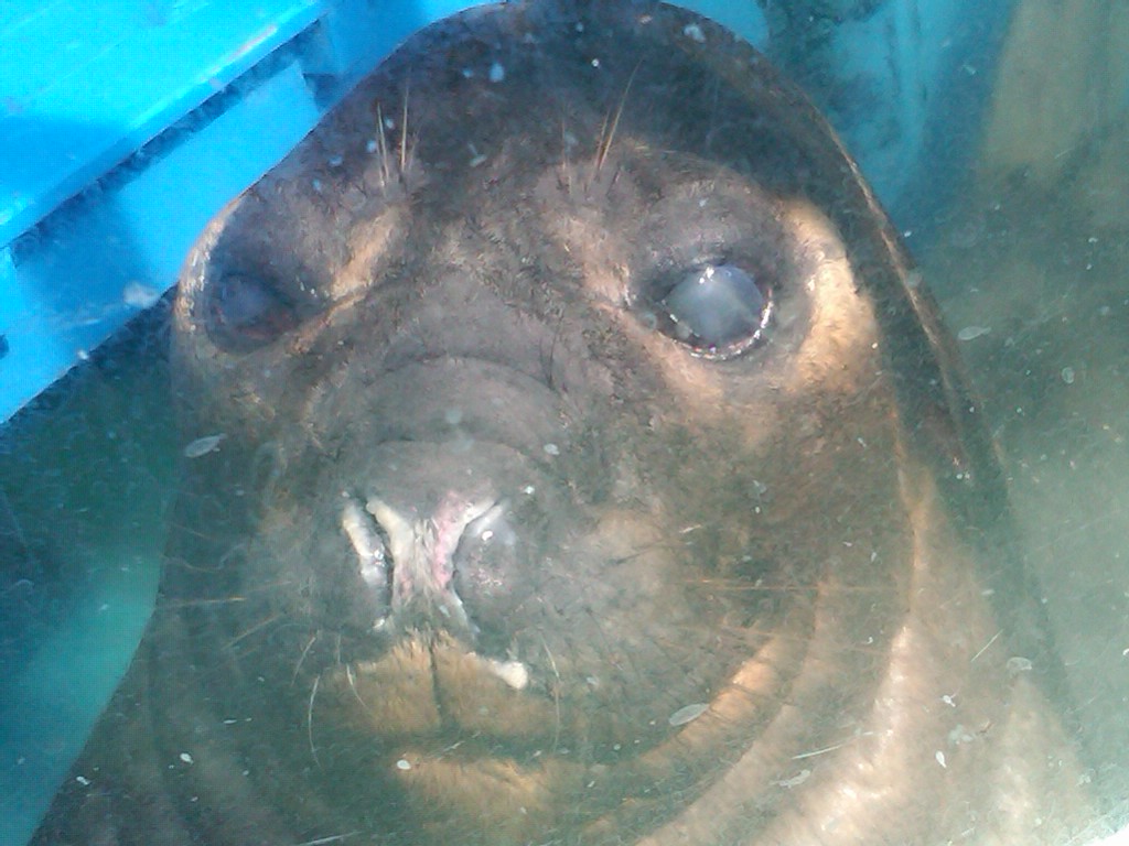 Sea Paradise - Toba Japan