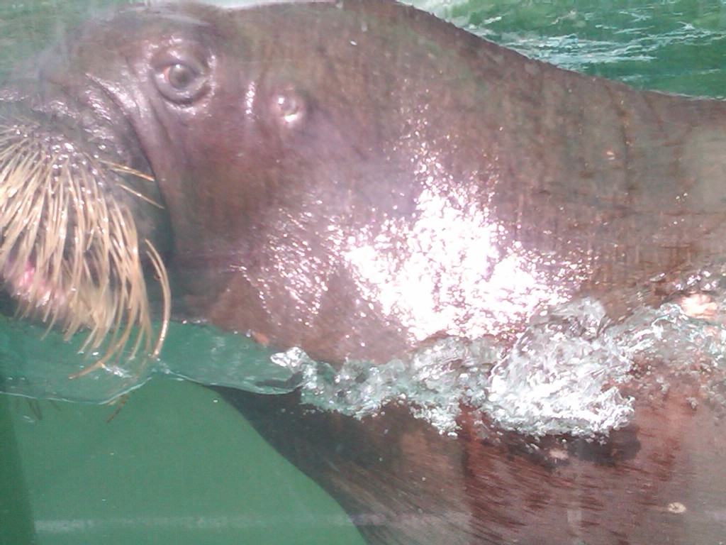 Sea Paradise - Toba Japan