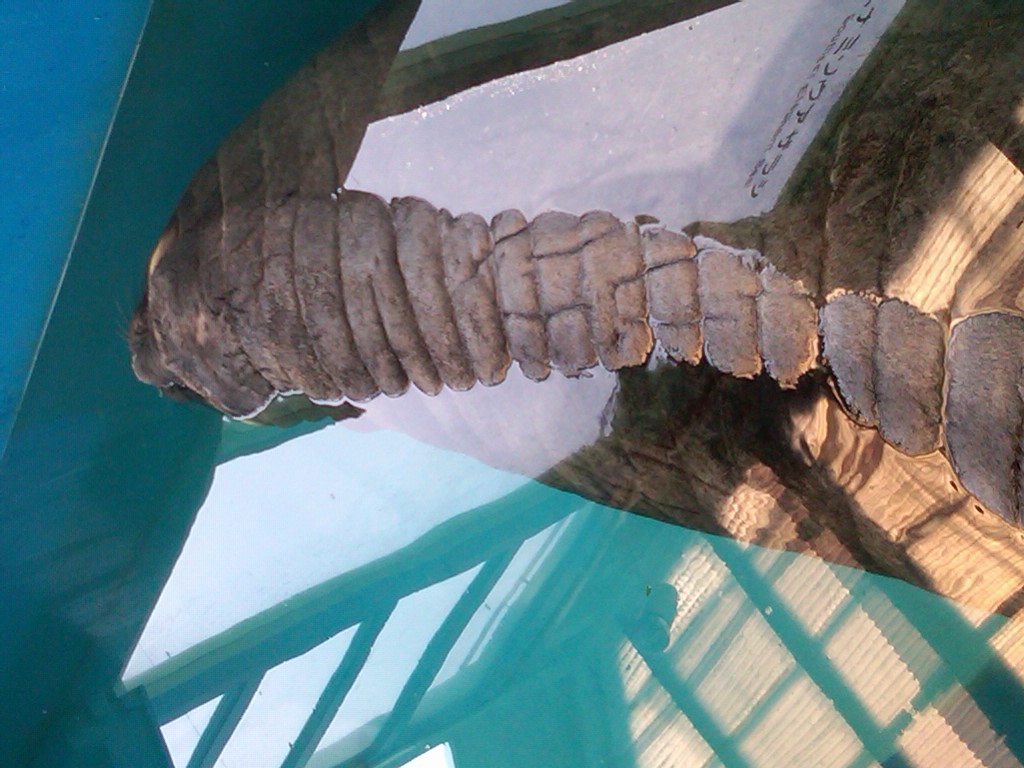 Sea Paradise - Toba Japan