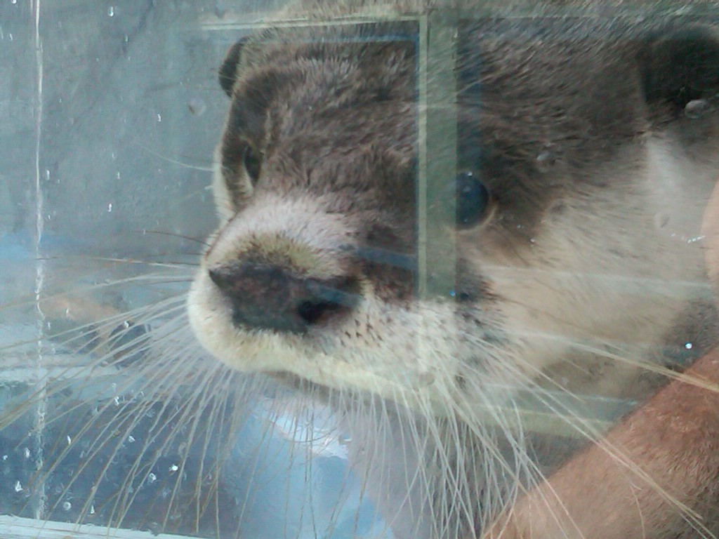Sea Paradise - Toba Japan