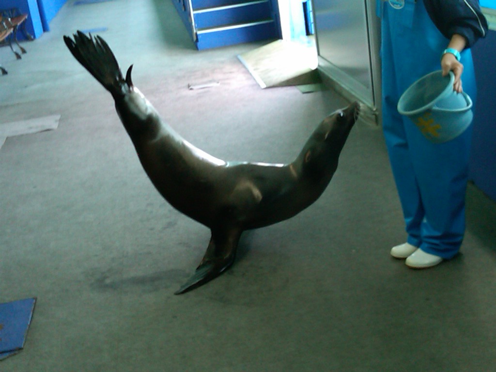 Sea Paradise - Toba Japan