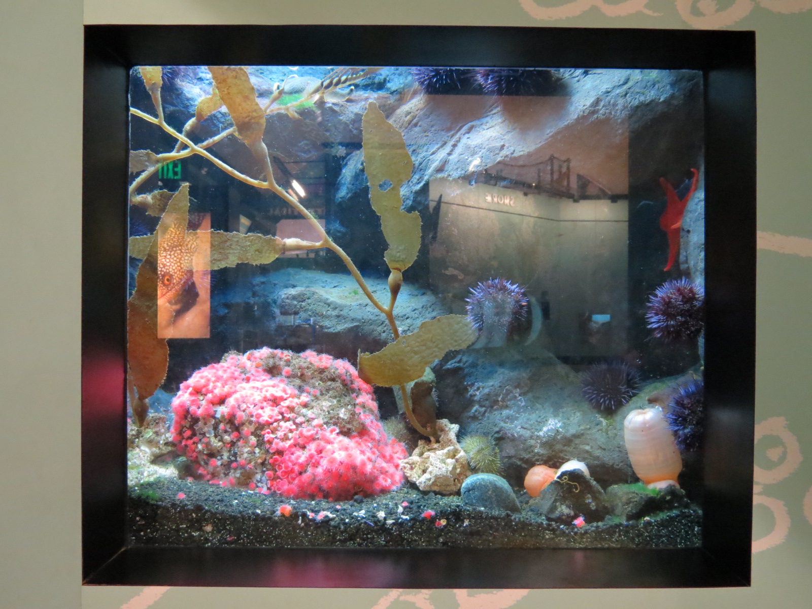 Sea Pen and Feather Duster Sea Worm Exhibit