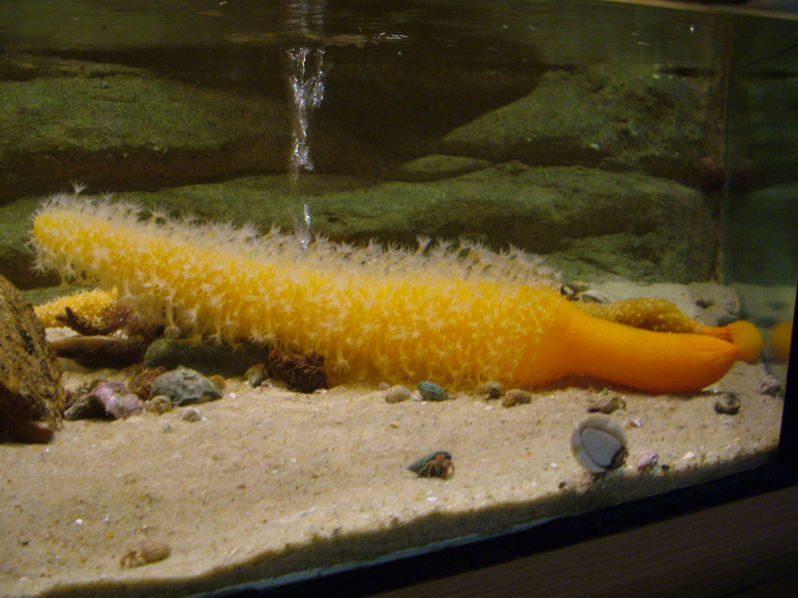 Sea Pen at Vasco da Gama Aquarium, 25/05/11