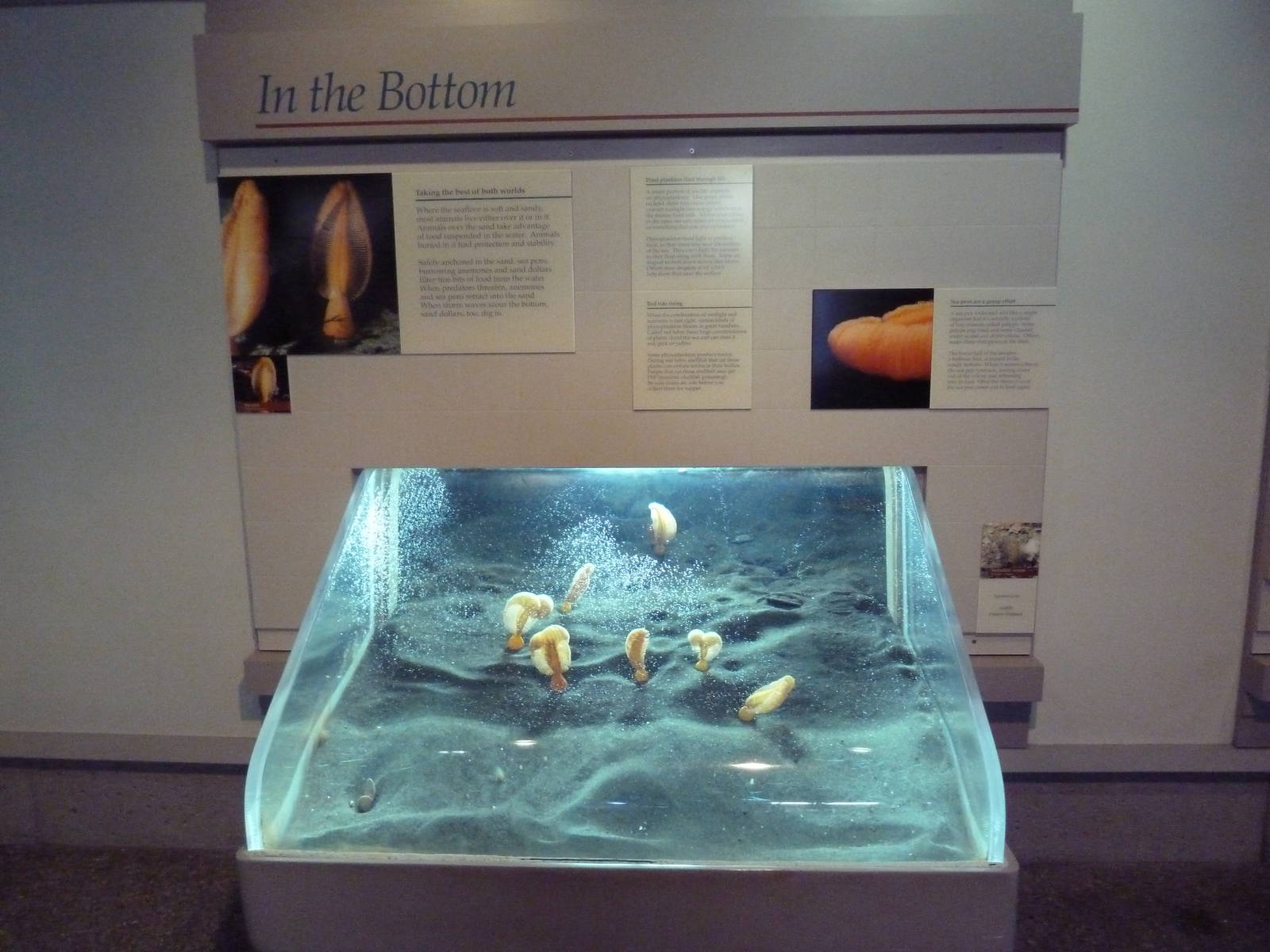 Sea Pen Exhibit