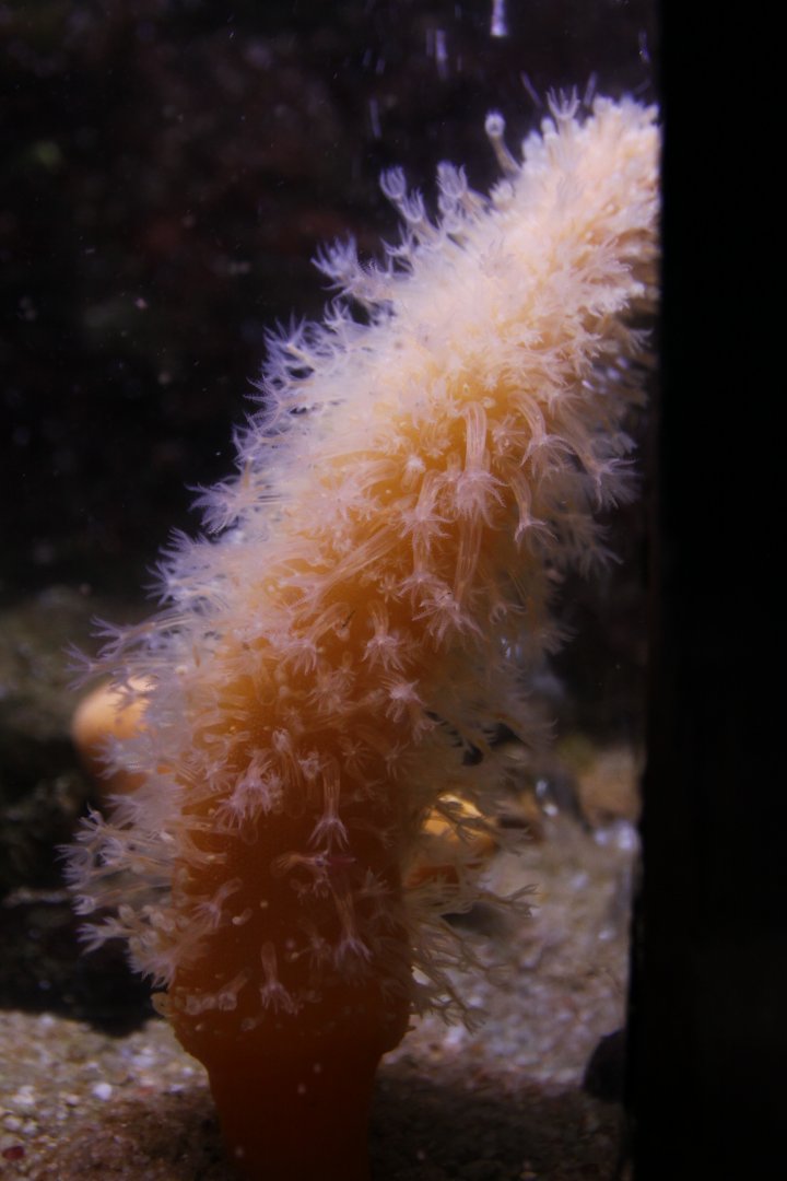 Sea pen (Veretillum cynomorium)