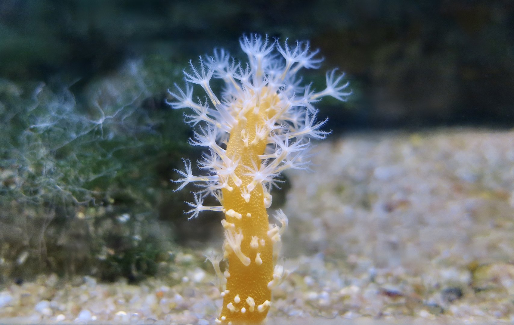 Sea Pen (Veretillum cynomorium)