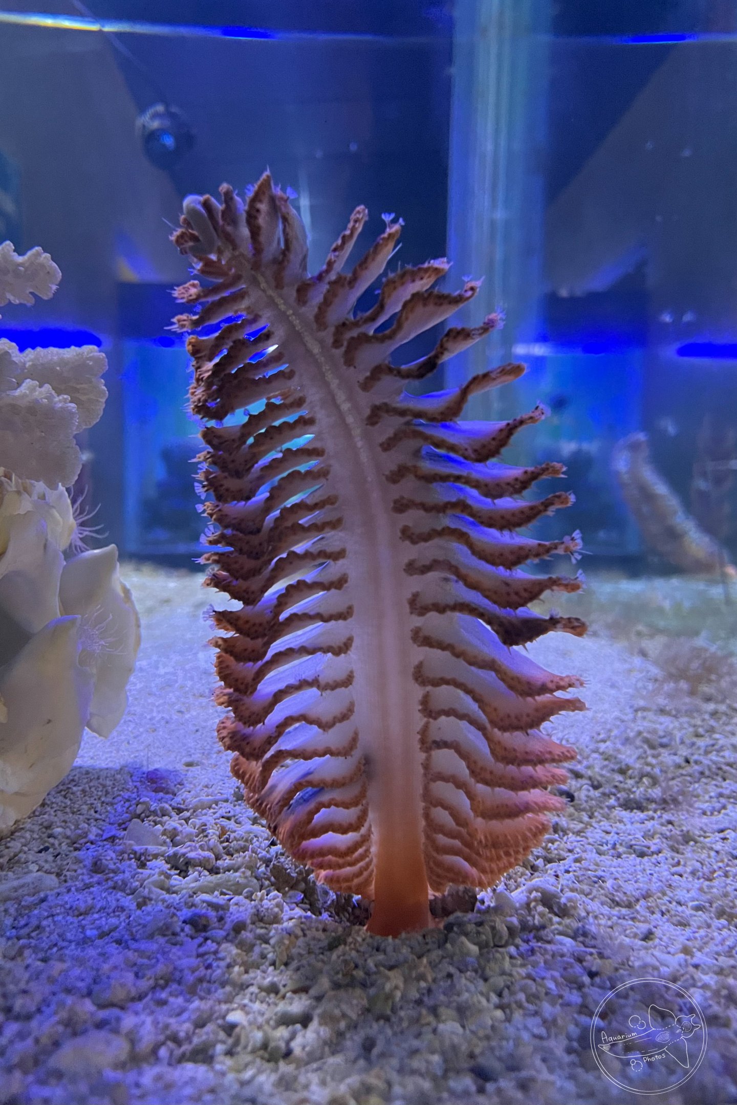 Sea Pen