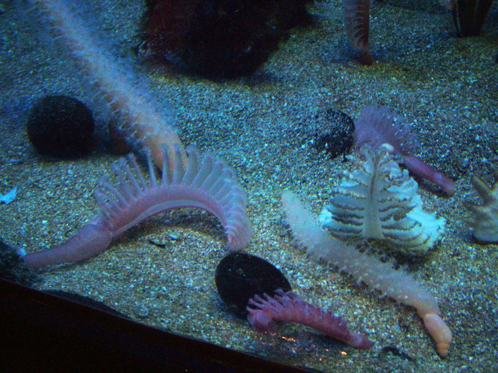 Sea Pens at Oceanografic, 29/05/11