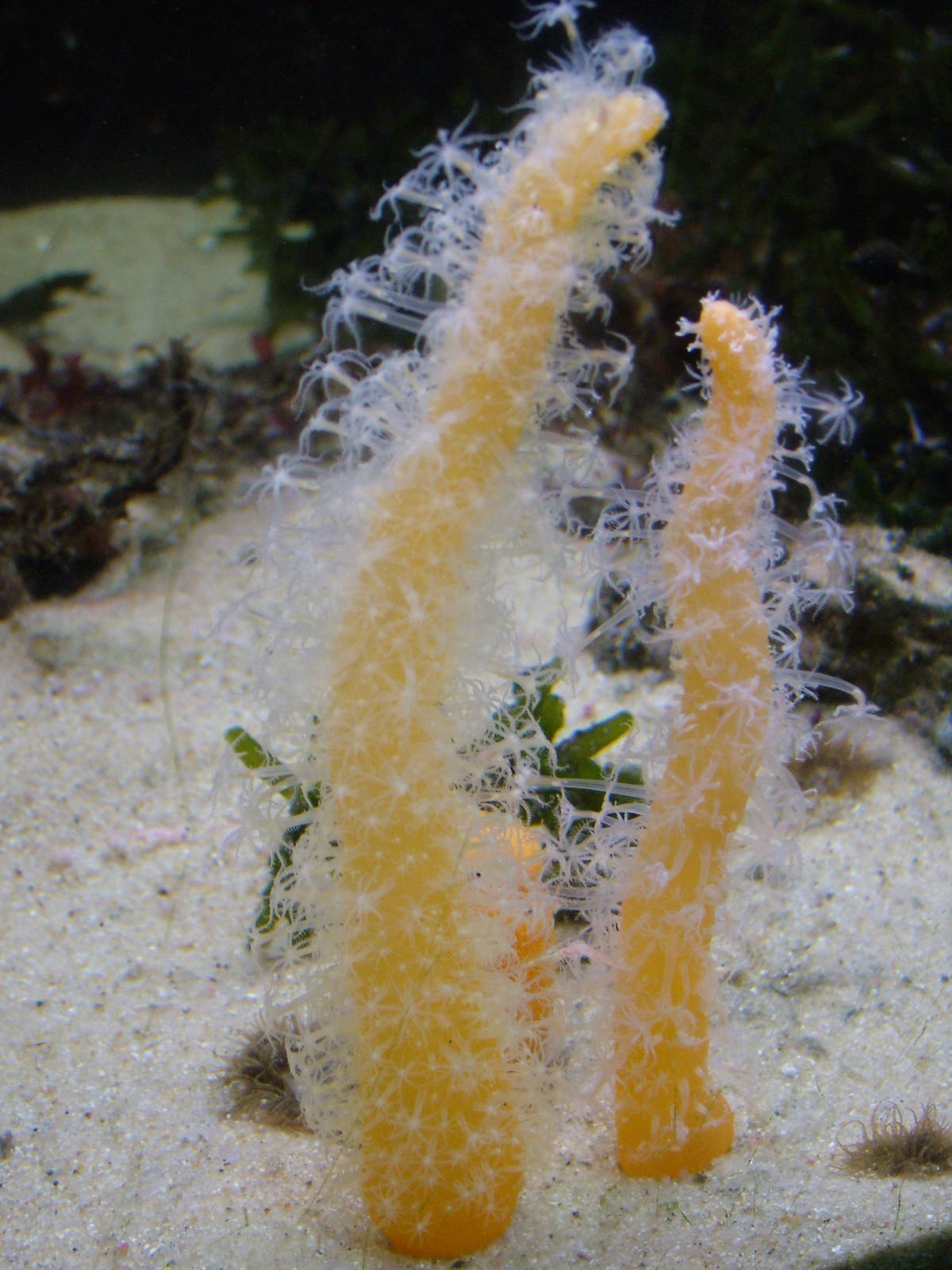 Sea Pens at Vasco da Gama Aquarium, 25/05/11