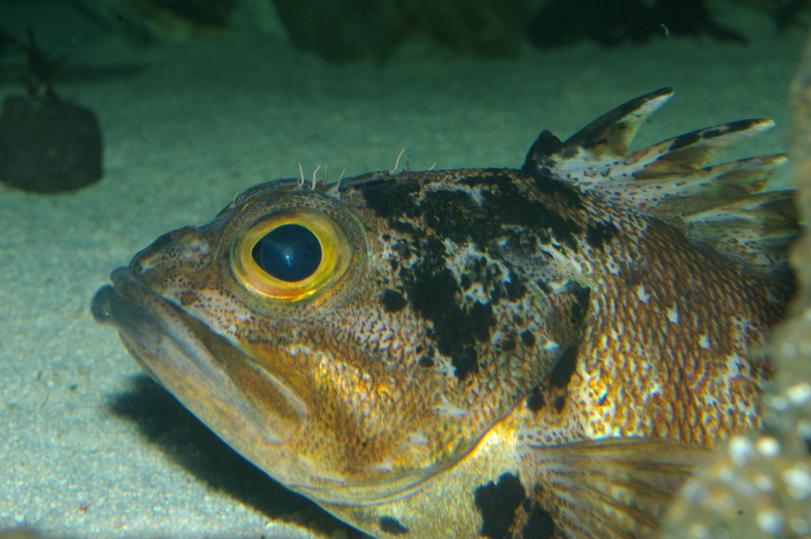 sea perch (Helicolenus percoides)
