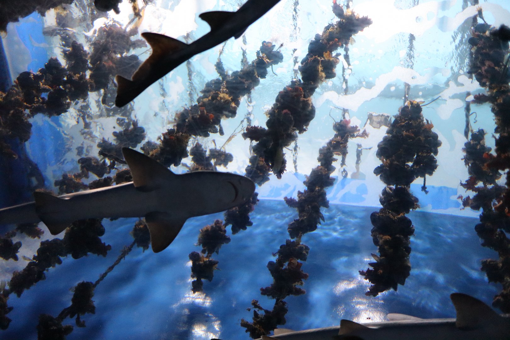 Sea Pineapple (Halocynthia roretzi)