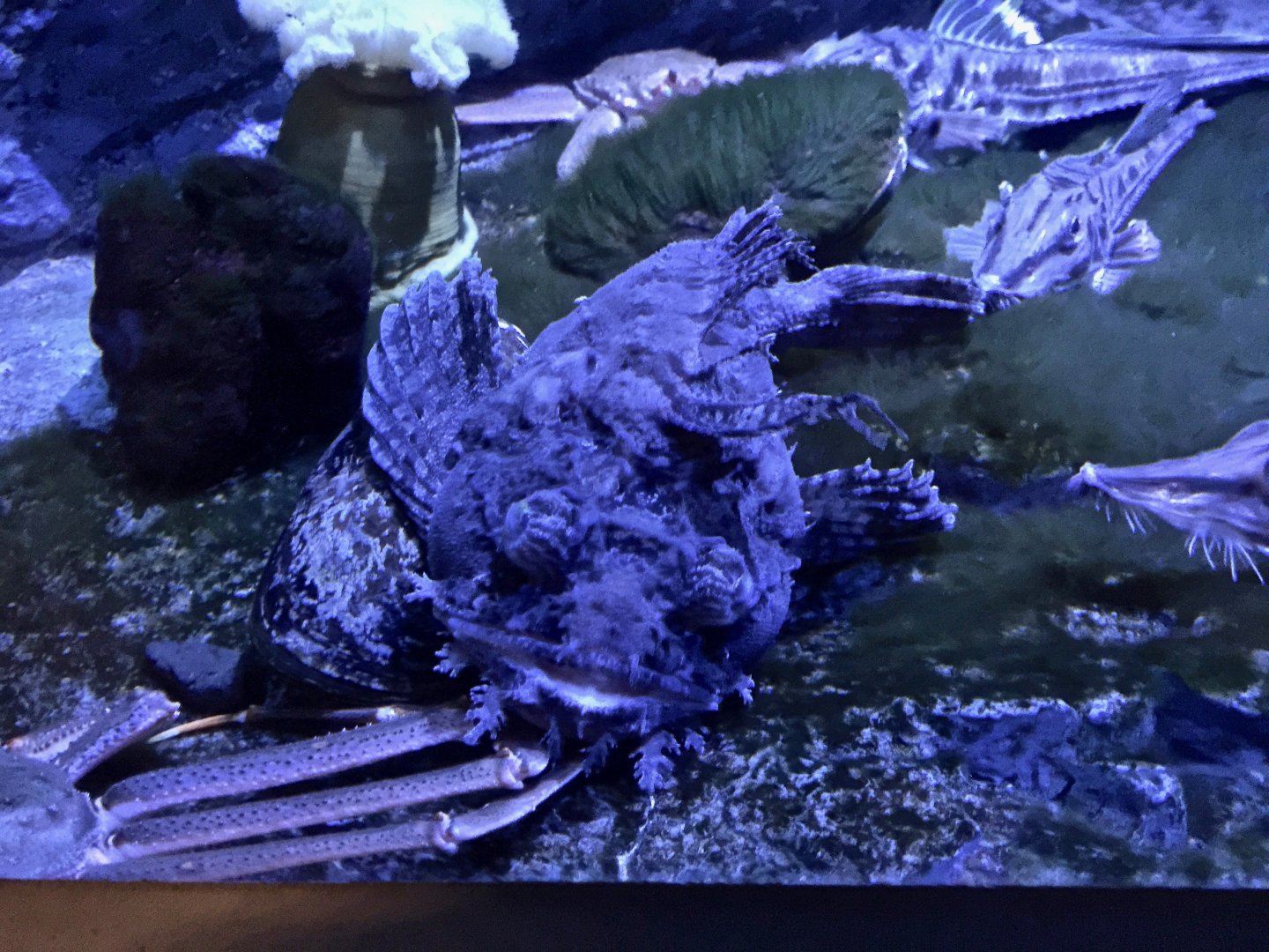 Sea Raven (Hemitripterus villosus) - Noboribetsu Marine Park Nixe