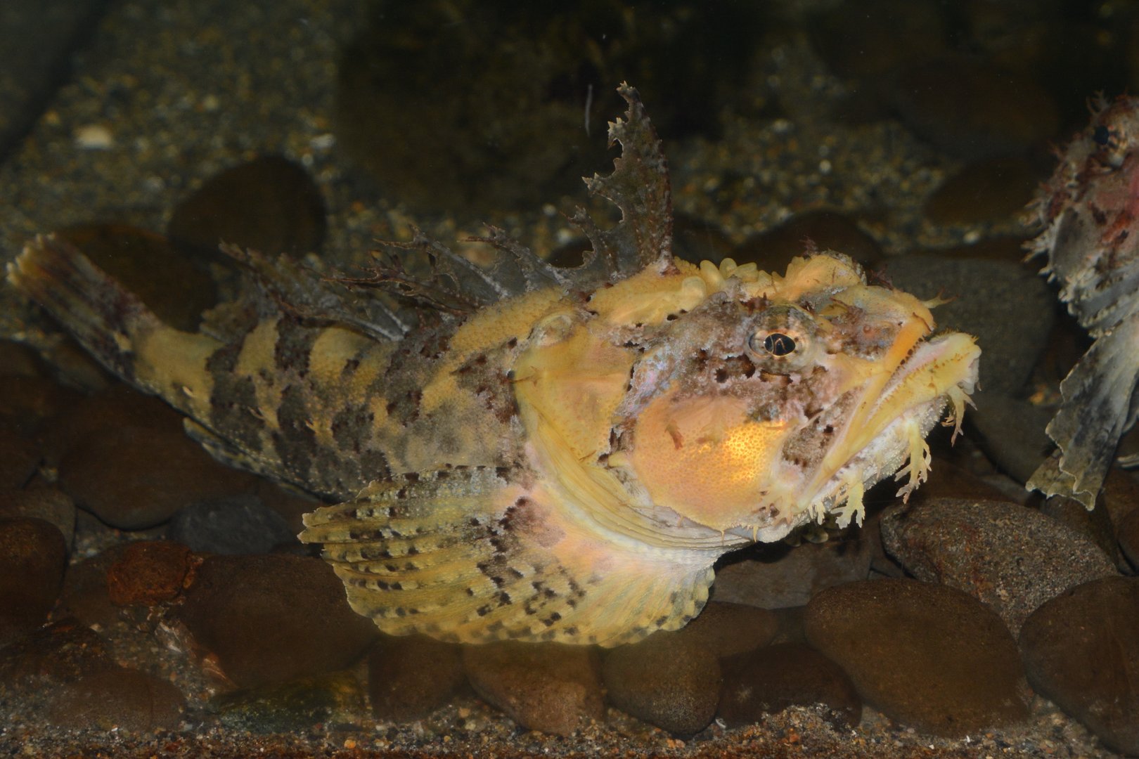 Sea raven (Hemitripterus villosus)