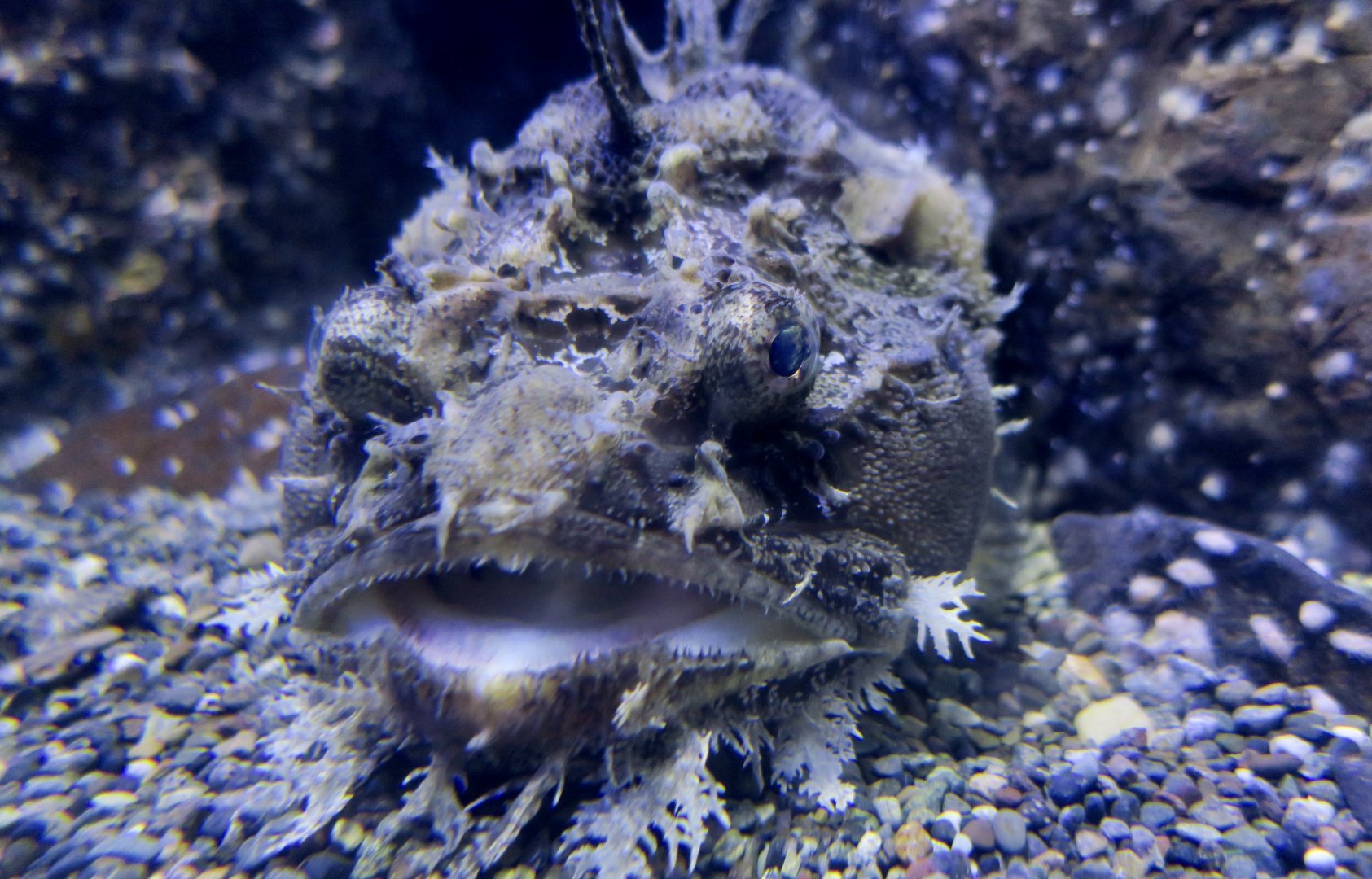 Sea Raven (Hemitripterus villosus)