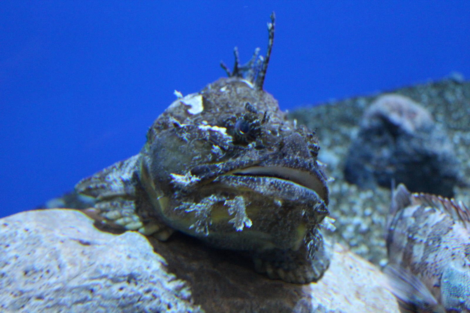 Sea Raven - June 2016