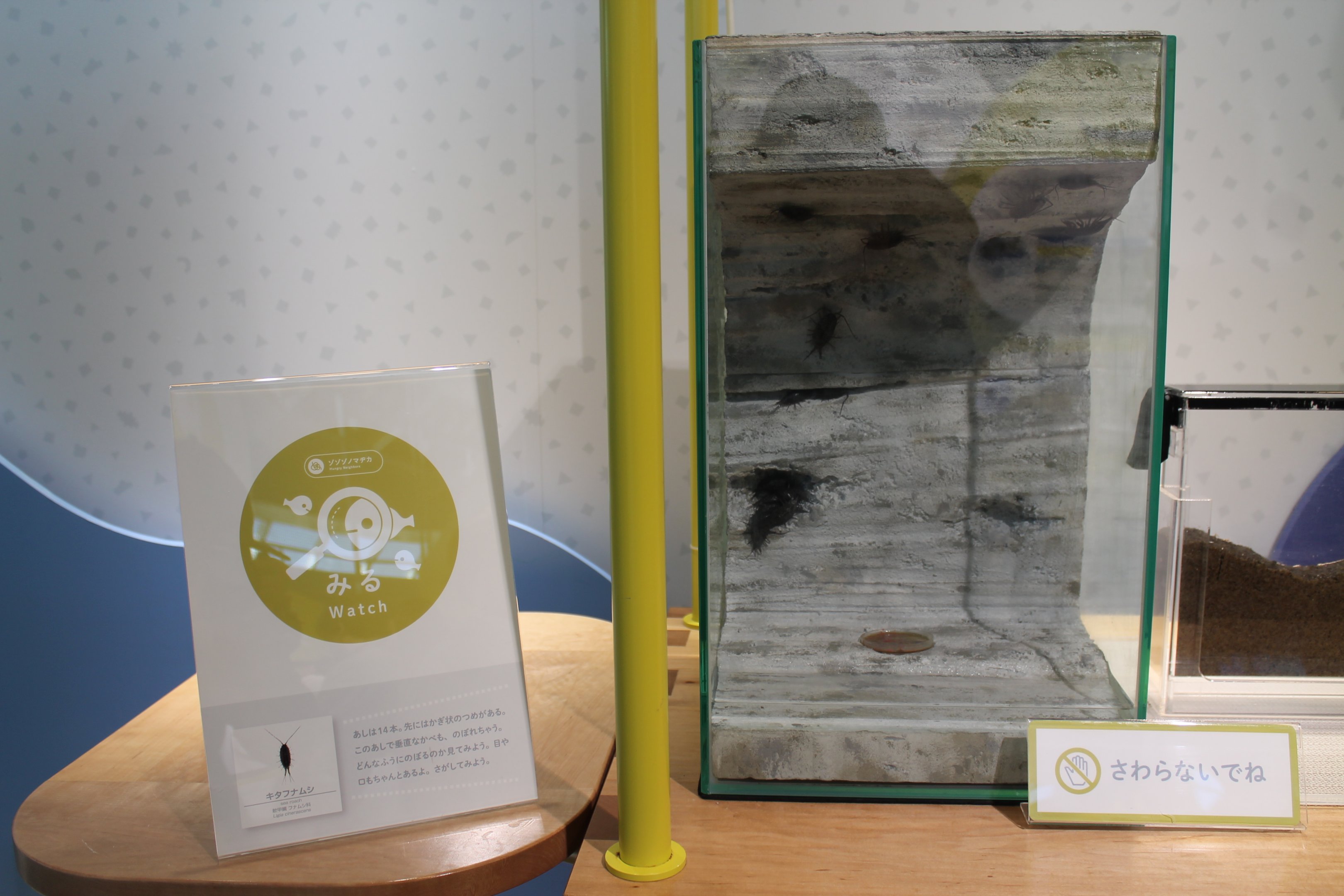 Sea Roach (Ligia cinerascens) display