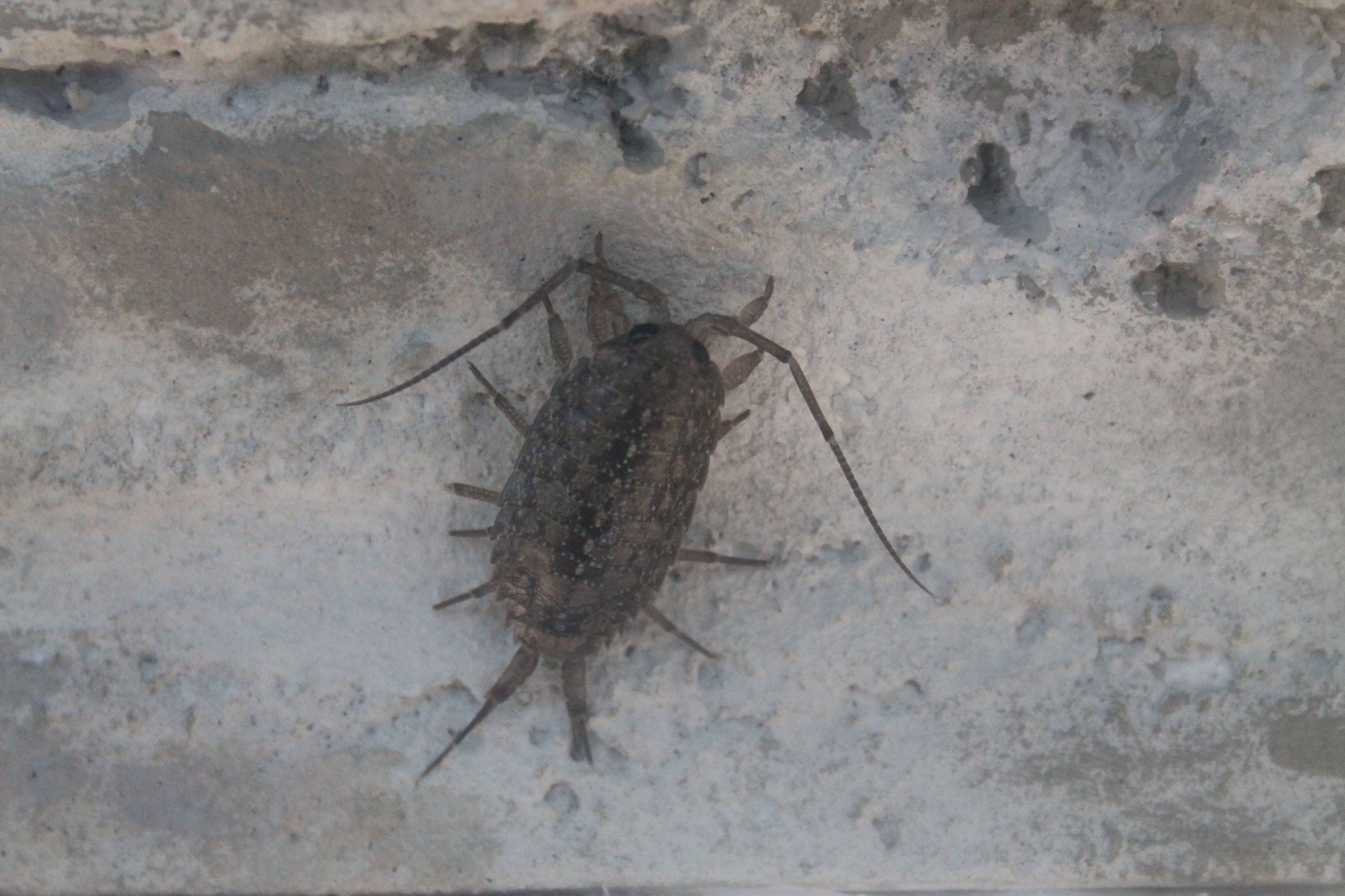 Sea Roach (Ligia cinerascens)