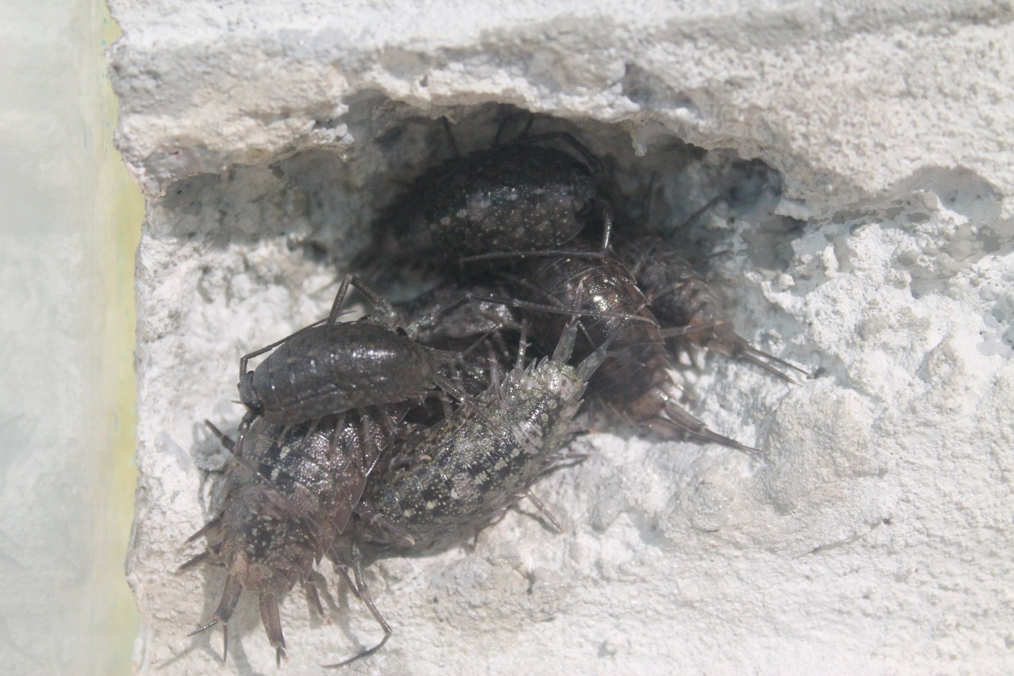 Sea Roaches (Ligia cinerascens)