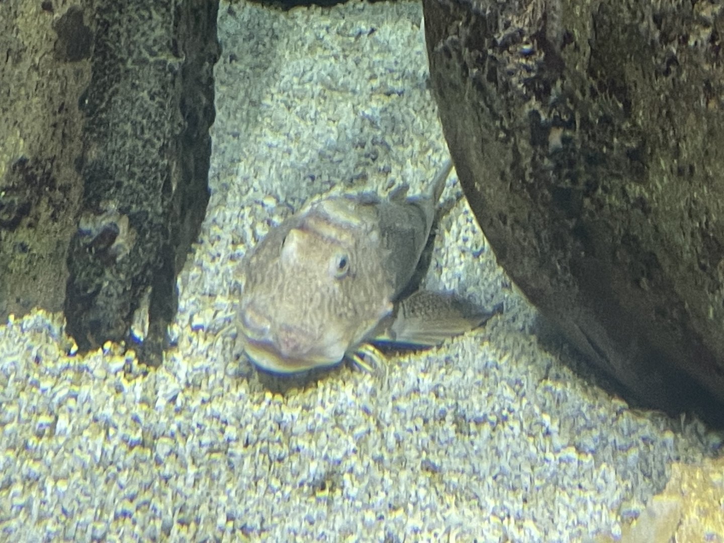 Sea Robin ID?