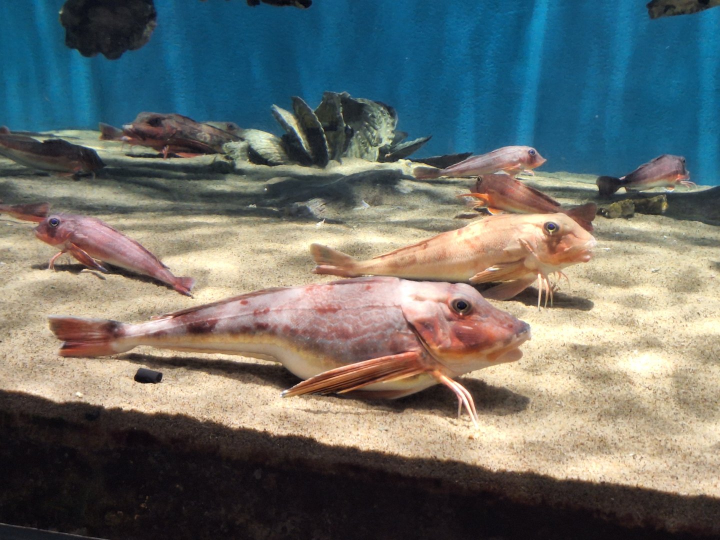 Sea Robin (Lepidotrigla microptera) and spiny red gurnard (Chelidonichthys spinosus)