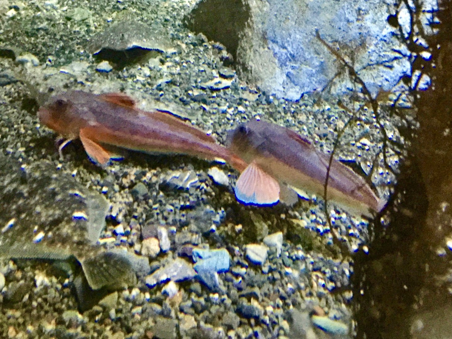 Sea Robin (Lepidotrigla microptera) - Otaru Aquarium