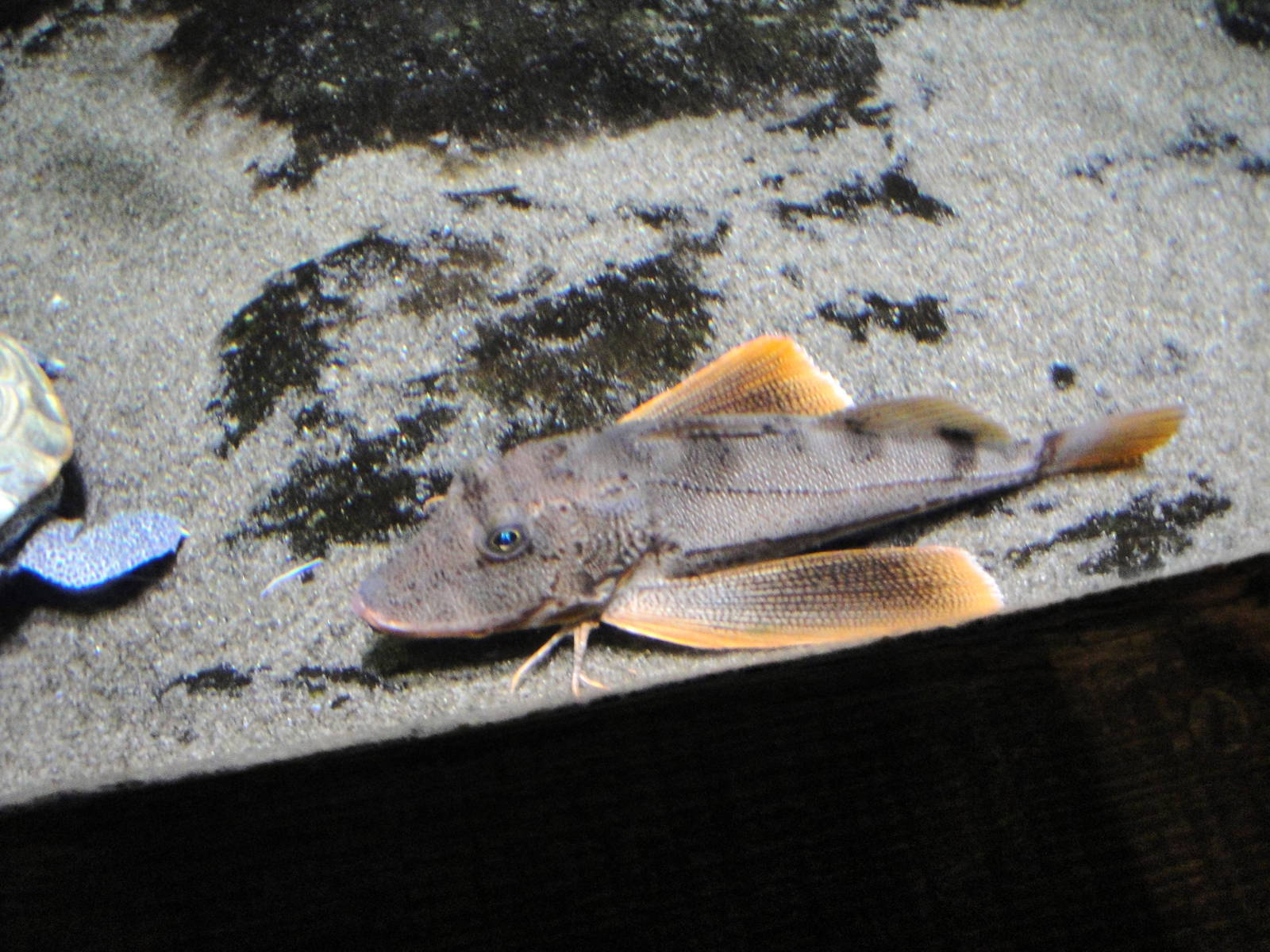 Sea Robin