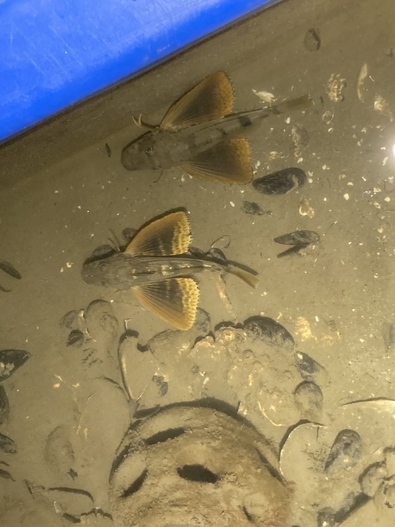 Sea Robins from Above