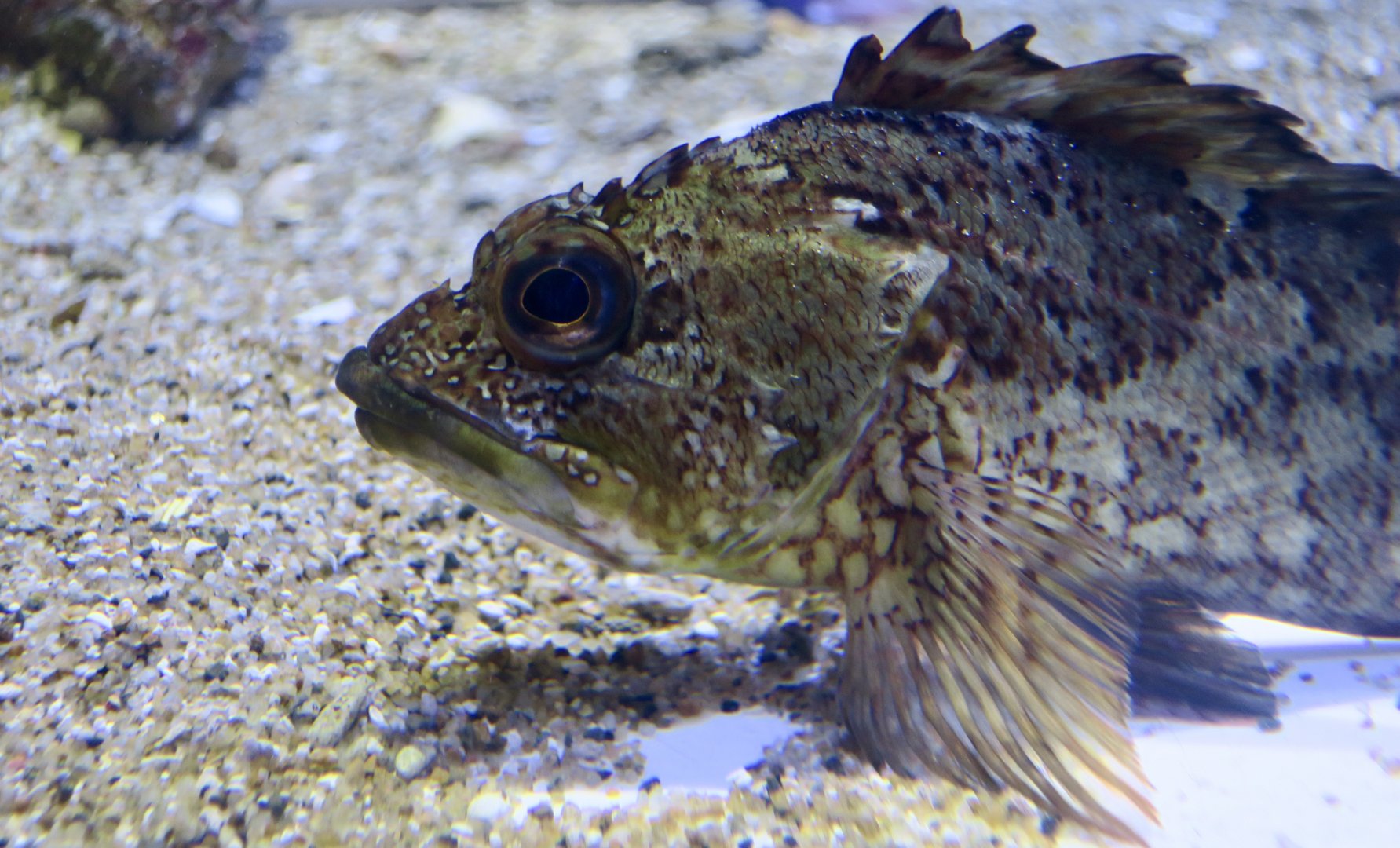 Sea Ruffe (Sebastiscus marmoratus)