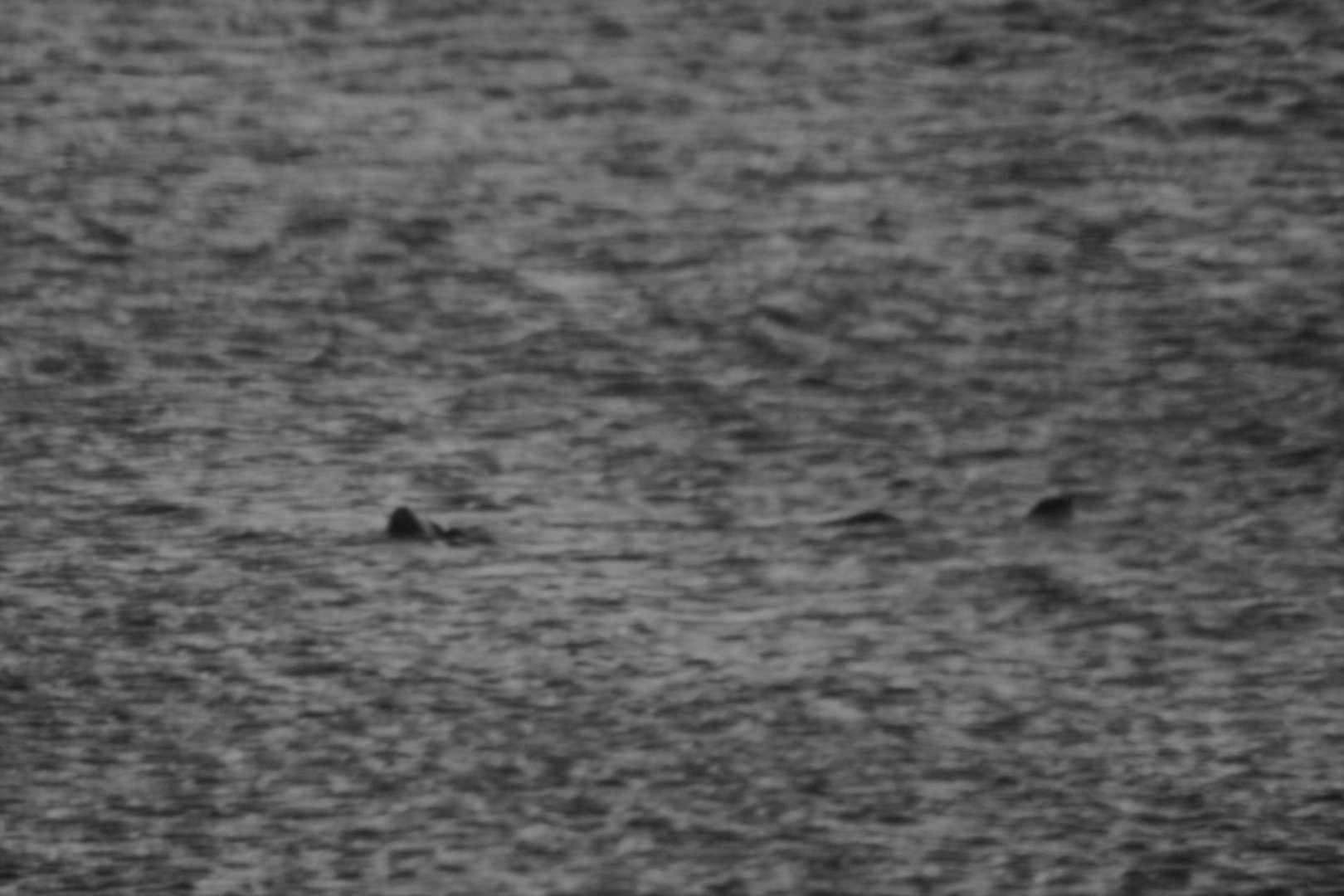 Sea “Serpent” - Alaska