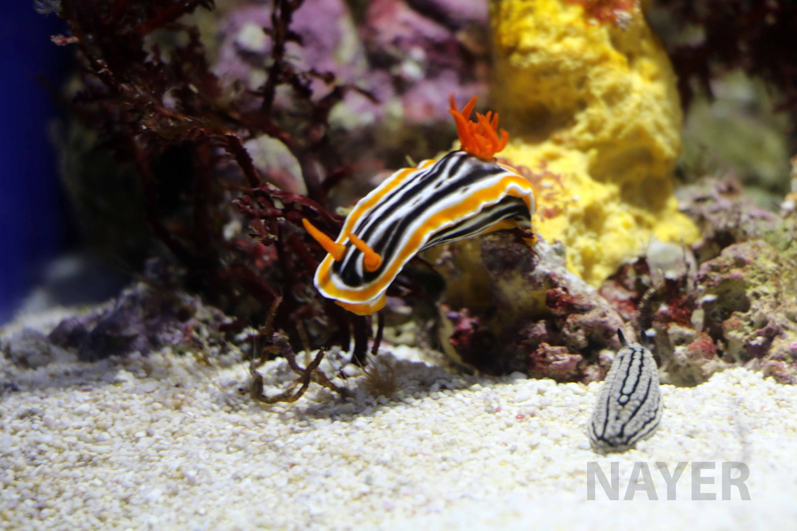 Sea slugs, October 2017