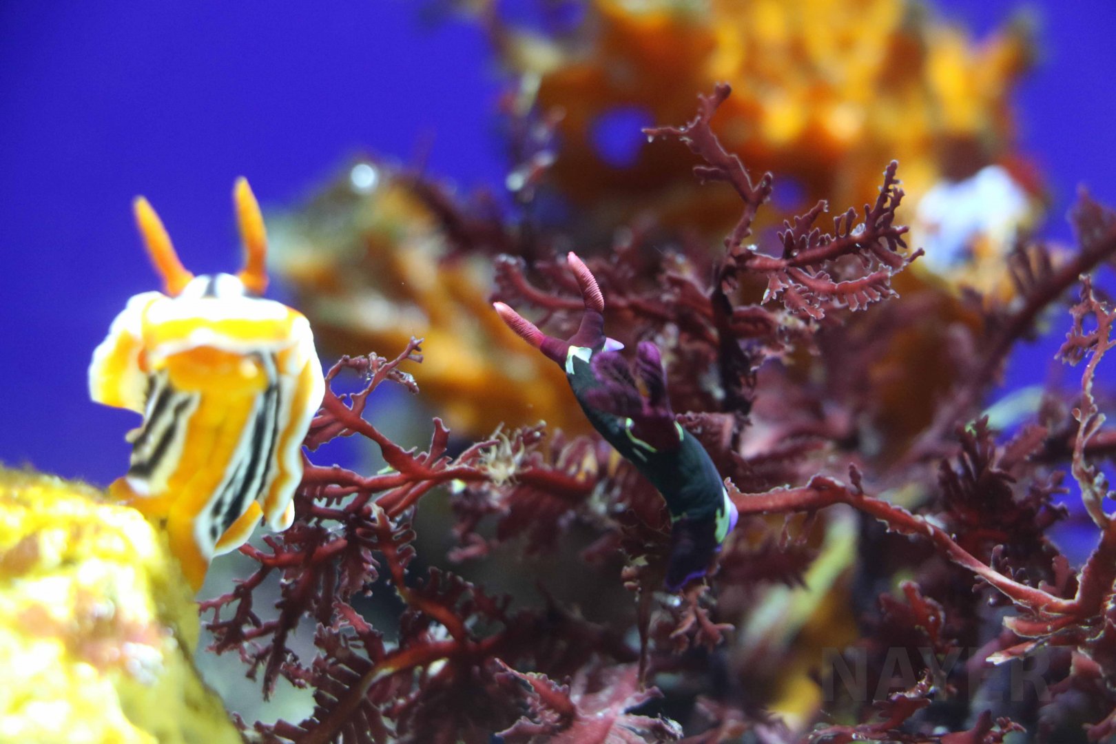 Sea slugs, October 2017