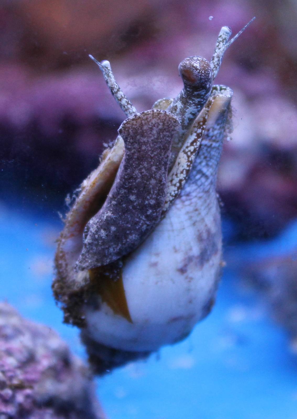 Sea snail ID
