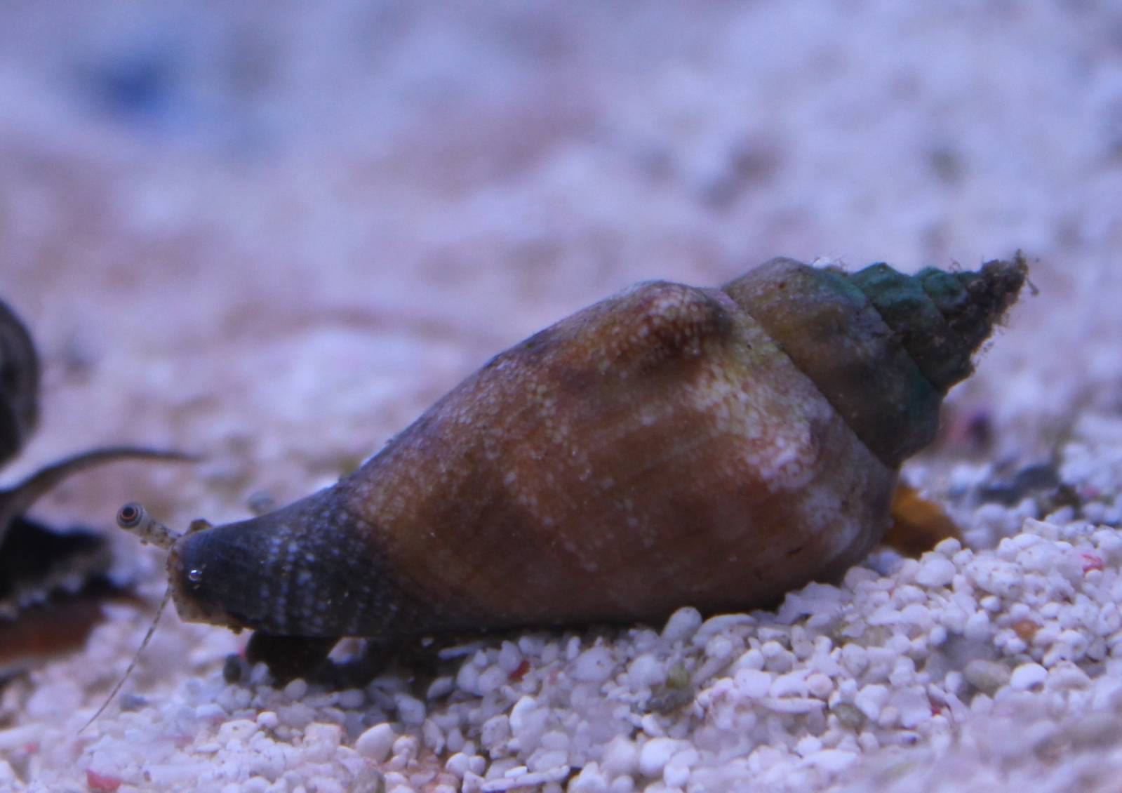Sea snail ID