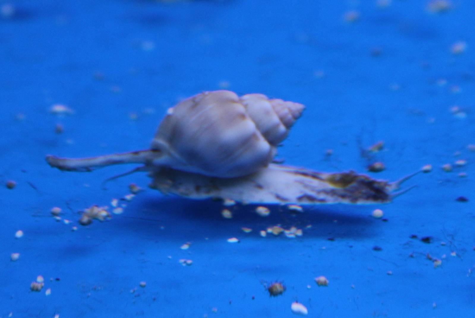 Sea snail ID