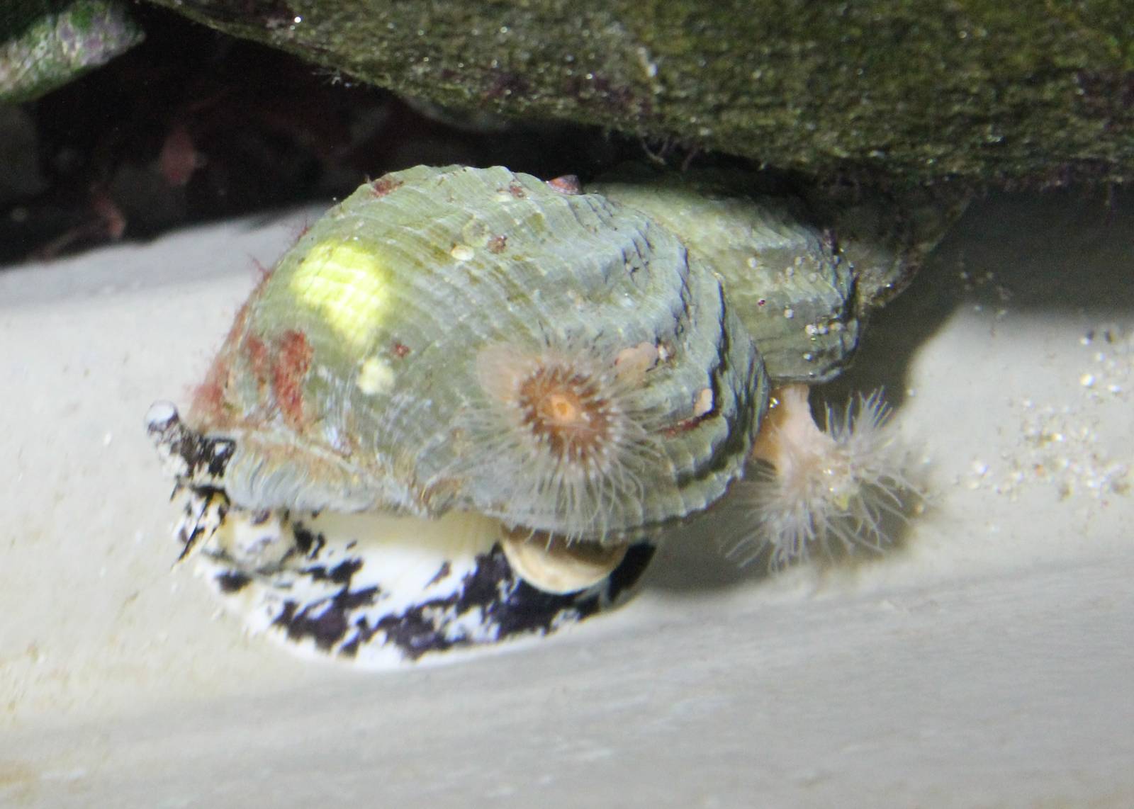 Sea snail species