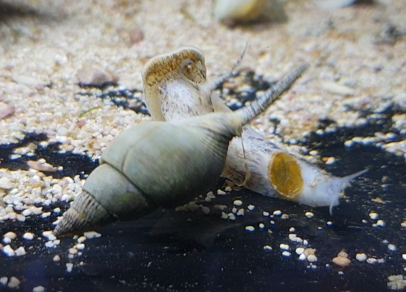 Sea-snail