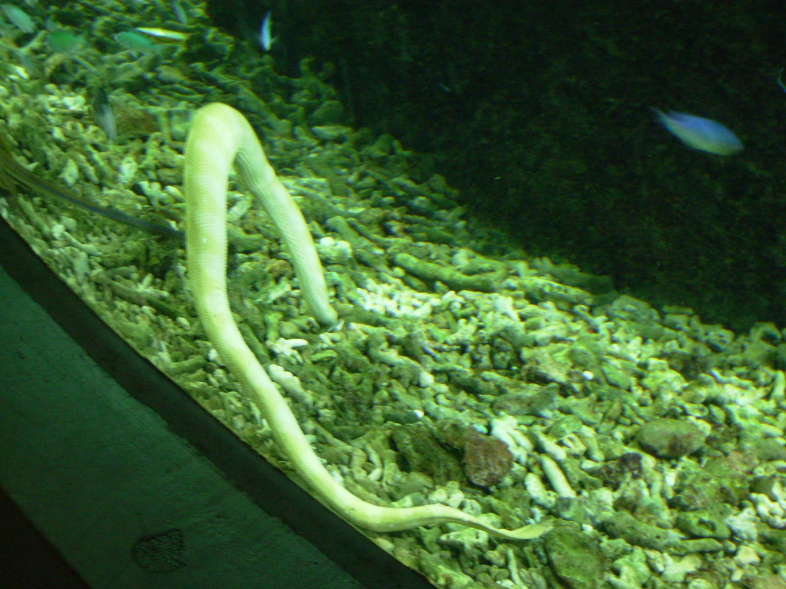 Sea Snake - Melbourne Aquarium