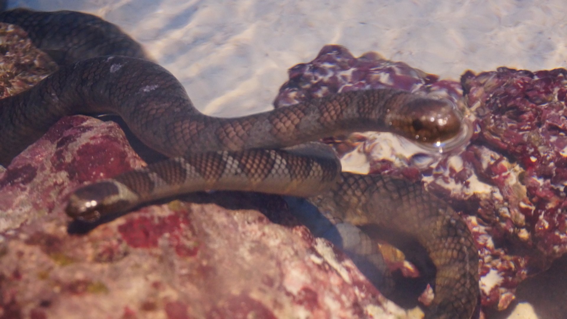 Sea Snake