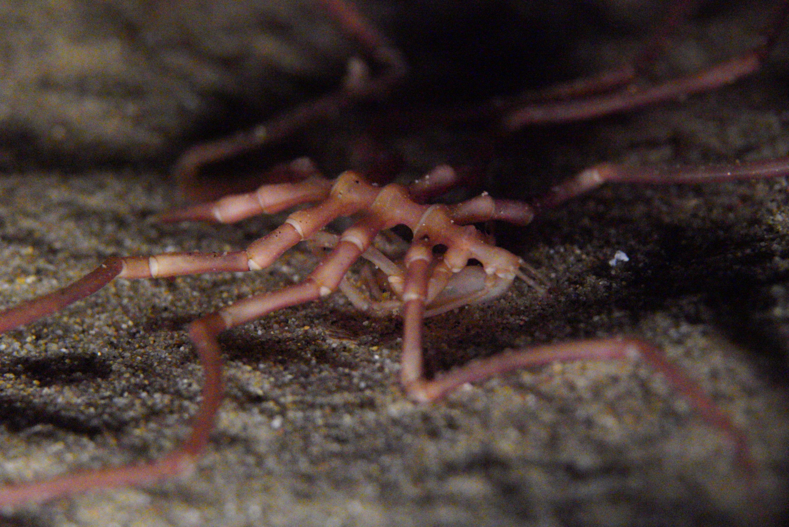 Sea Spider (A. Japiconus?)