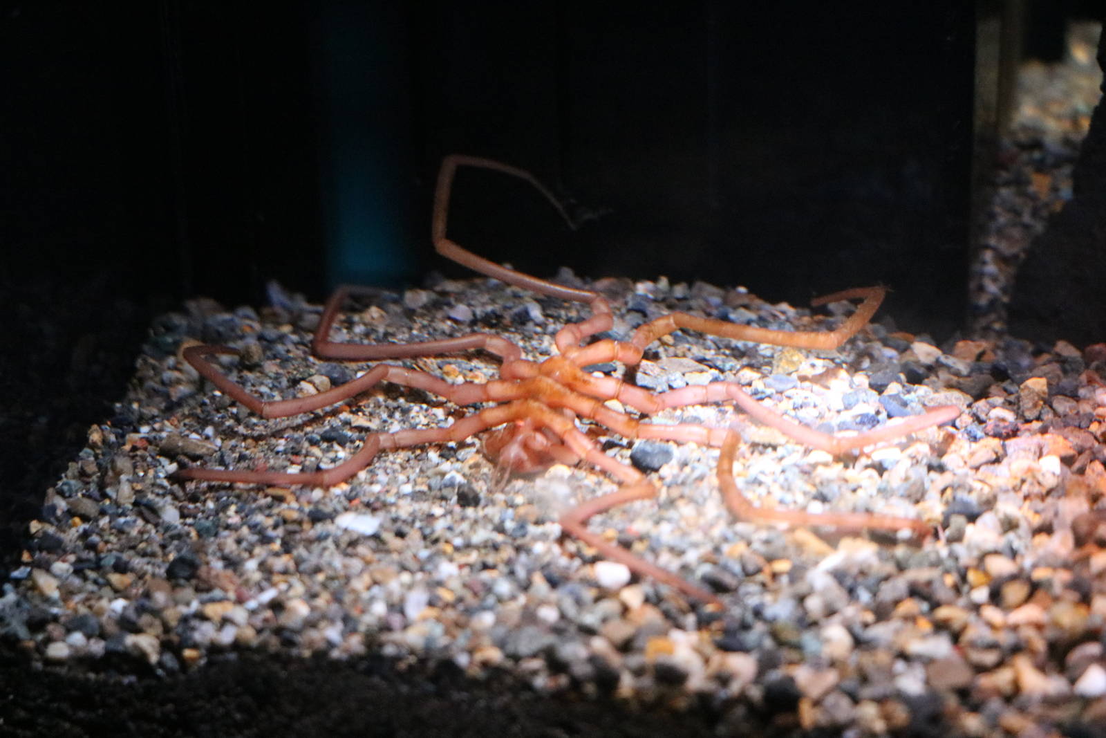 Sea spider, February 2016