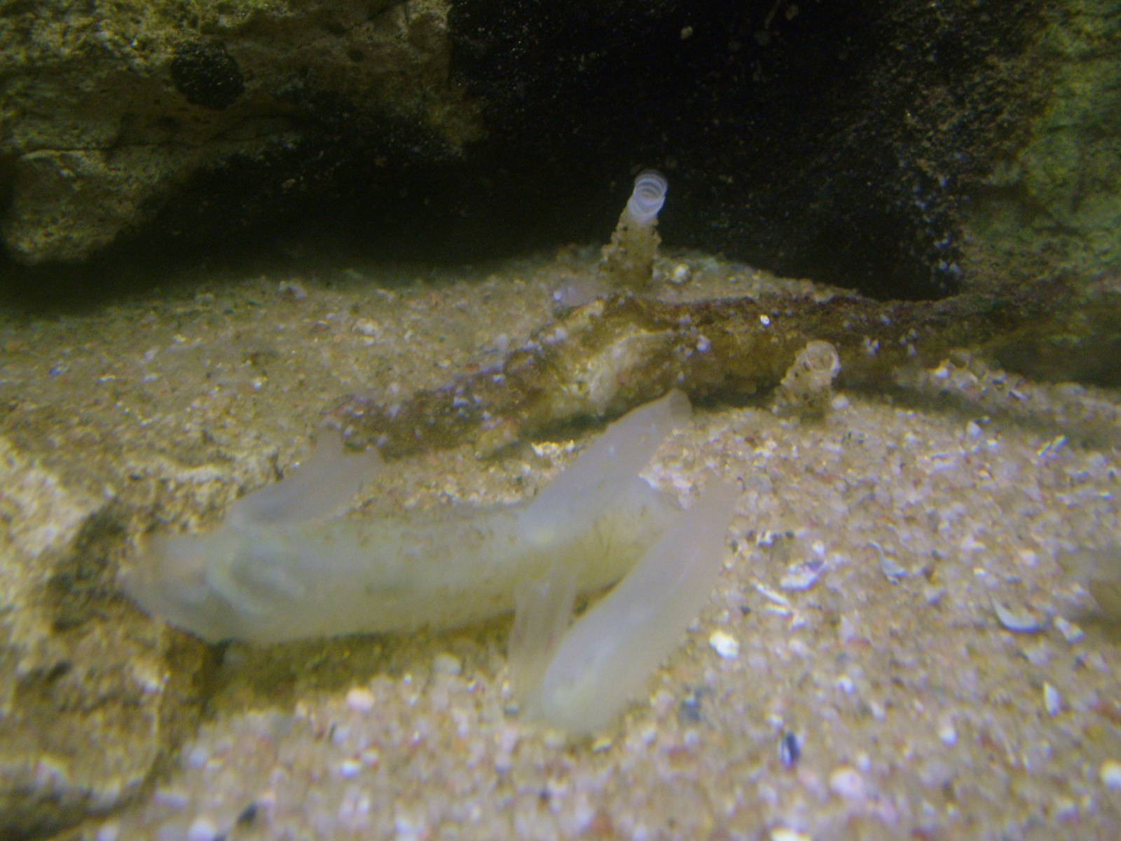 Sea Squirts at Vasco da Gama Aquarium, 25/05/11