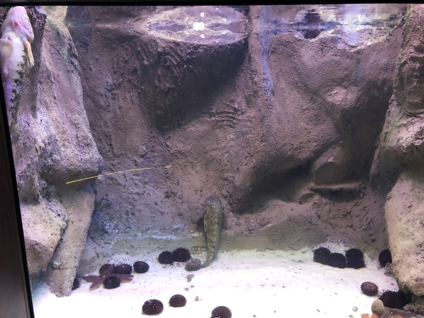 Sea star and sea urchin tank at Emaar aquarium