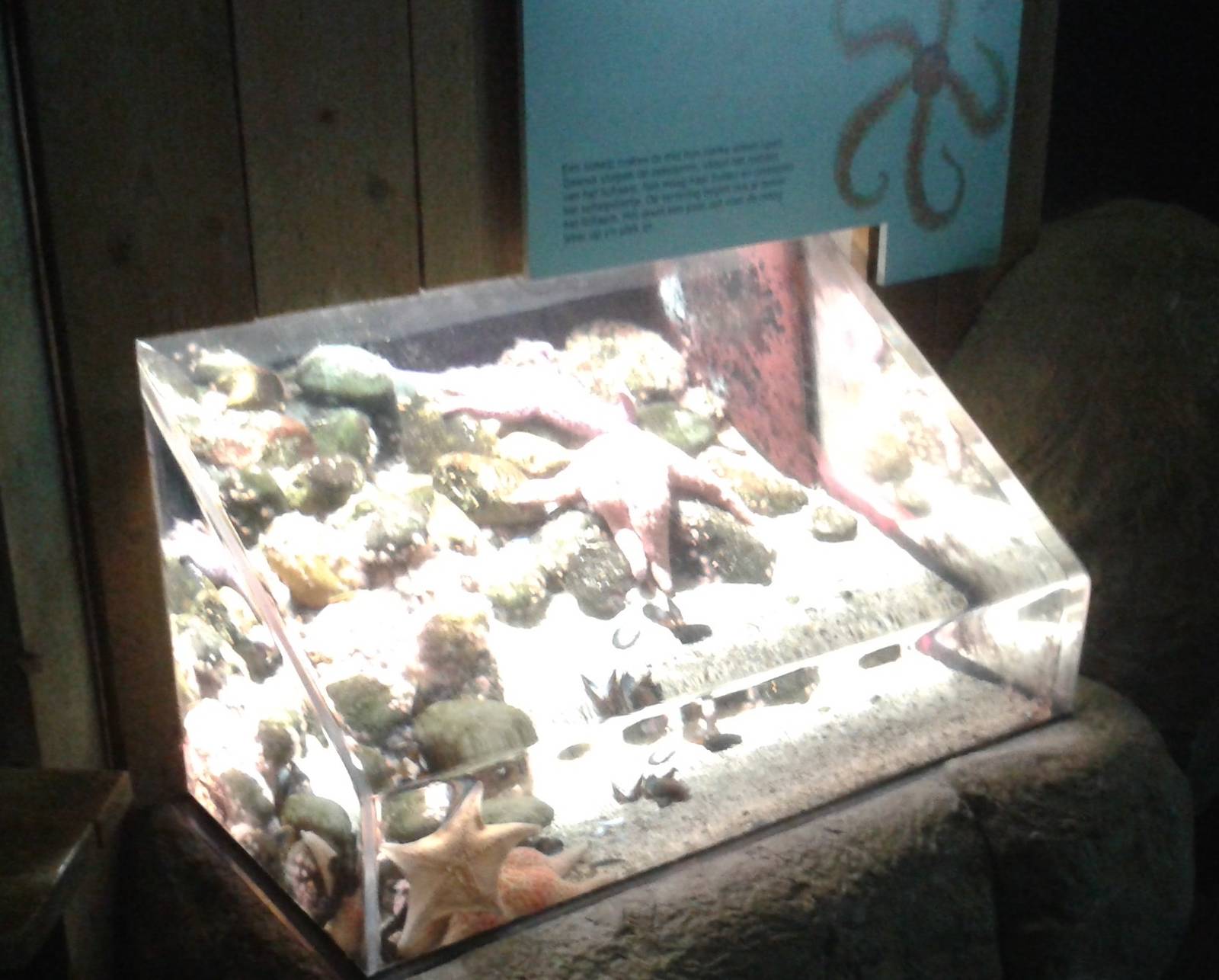 Sea star enclosure