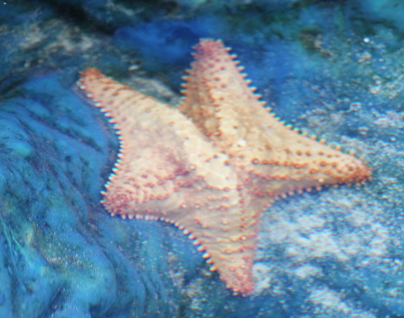 Sea star ID