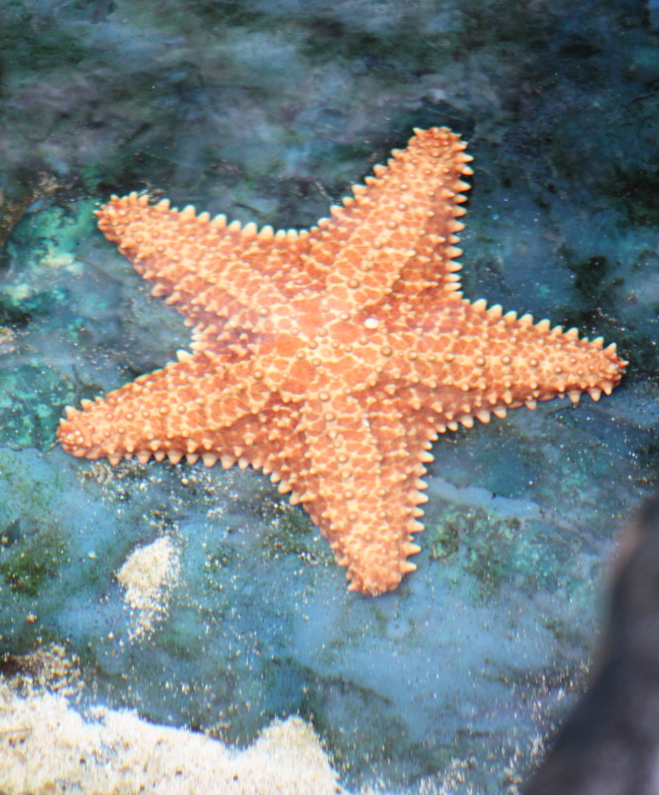 Sea star ID